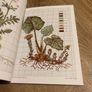 Cross Stitch Herbs, Fruit and Flowers by Sophie Helene (2011) Image 5
