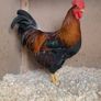 Poultry Auction: Ryan McLaren Major Reduction Sale Image 10