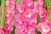 7 x Gladiolus bulbs PINK PARROT
