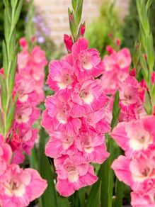 7 x Gladiolus bulbs PINK PARROT