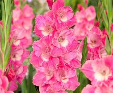7 x Gladiolus bulbs PINK PARROT