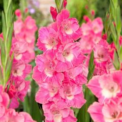 7 x Gladiolus bulbs PINK PARROT