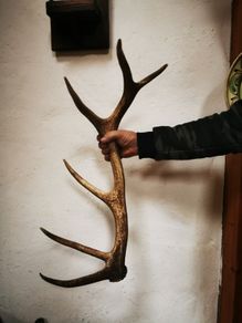 Huge Red Deer Antler