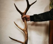 Huge Red Deer Antler