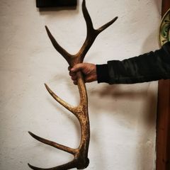 Huge Red Deer Antler