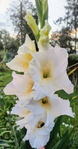 Giant Gladiolus Sept Blooming