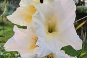 Giant Gladiolus Sept Blooming