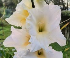 Giant Gladiolus Sept Blooming