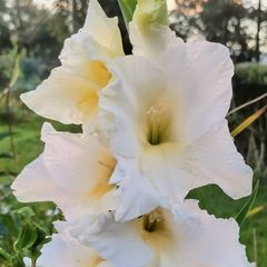 Giant Gladiolus Sept Blooming