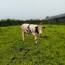 Calves Image 5