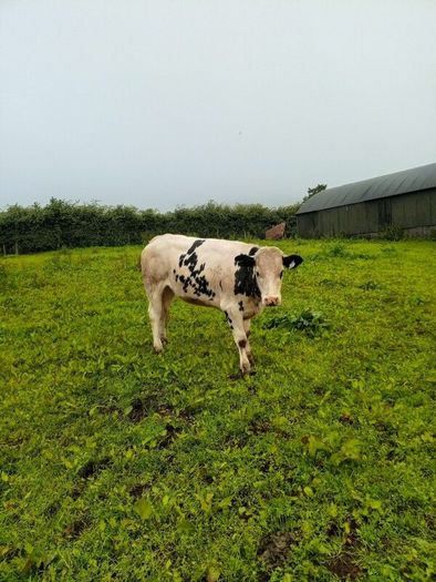 Calves