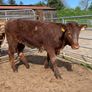 4 star shorthorn heifer Image 3