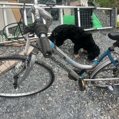 bikes