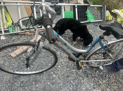 bikes