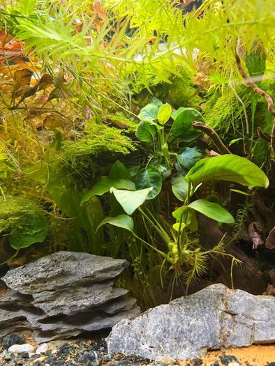 Fish Tank And stand with fish and plants