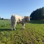 PBR Charolais bulls Image 9