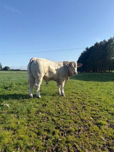 PBR Charolais bulls