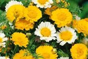 (D) Crown Daisy Mixed Seeds 1g (185509)