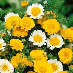 (D) Crown Daisy Mixed Seeds 1g (185509)
