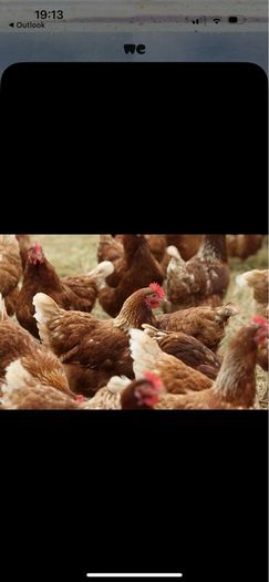 Laying Hens