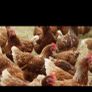 Laying Hens Image 2