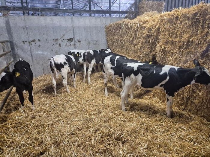 Six  Pedigree Registered Holstein Friesian Calves
