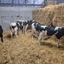 Six  Pedigree Registered Holstein Friesian Calves Image 7