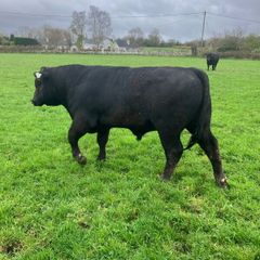 Pbr Angus bulls