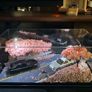 1/64 Sakura LED Diorama - JDM - Sealed Image 2
