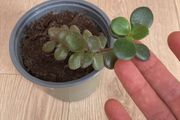 Jade plant