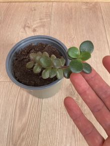 Jade plant