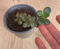 Jade plant