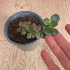 Jade plant