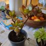 succulent Image 7