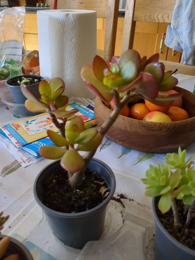 succulent