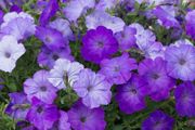 (P) Petunia seeds Councillor 0.1g (457206)