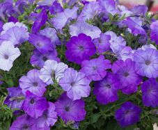 (P) Petunia seeds Councillor 0.1g (457206)