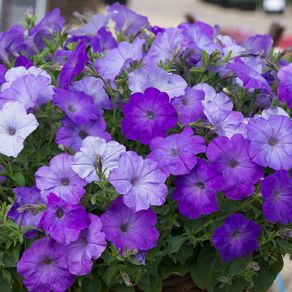 (P) Petunia seeds Councillor 0.1g (457206)