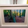 Glenbower Woods Image 6