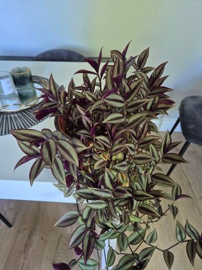 plant "inch plant"