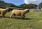 Sheep