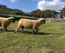 Sheep