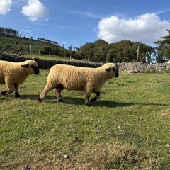Sheep