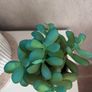 arificial plant with stone pot Image 4