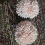 2 Plant decor Image 3