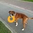Boxer20