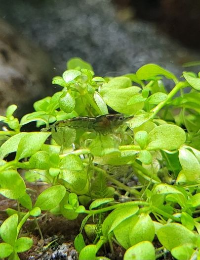 shrimp