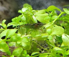 shrimp