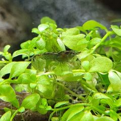shrimp