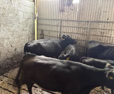 Dexter Cows for sale